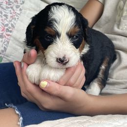 Liberty - Tri-color female Bernedoodle puppy in Lancaster, Pennsylvania from Homestead Bernedoodles