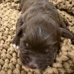 Hershey Chocolate boy 2 - Chocolate male Labradoodle puppy in Churchill County Fallon, Nevada from Card Family Ranch