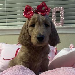 April - orange collar - Red  female Goldendoodle puppy in Puyallup, Washington from Dawnie’s Doodles