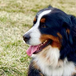 Bernedoodles and Bernese Mountain Dogs from Smokehouse Puppies