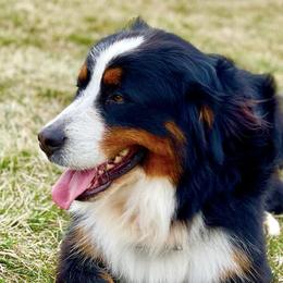 Bernedoodles and Bernese Mountain Dogs from Smokehouse Puppies