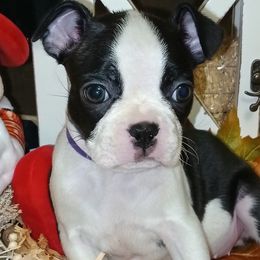Girl 1 - female Boston Terrier puppy in Cedar Hill, Texas from Baldwins Boston Terriers