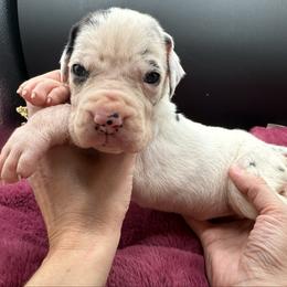 Pending - Harlequin female Great Dane puppy in Cadillac, Michigan from Garrow Danes House of Blues