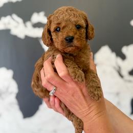 Biscuit - Red male Cavapoo puppy in Mona, Utah from Small Town Cavaliers