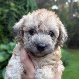 Glory ESA therapy lines - Sable female Schnoodle puppy in Temple, Texas from Schnauzers Of Taylor