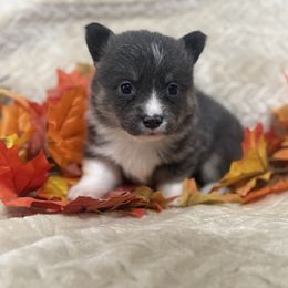 Velma - Blue female Pembroke Welsh Corgi puppy in Paradise, Texas from Bar S Corgis