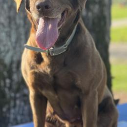 Labrador Retrievers from Cane Creek Labradors