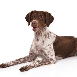 Brittany and Toy Fox Terrier All Grown Up from Hytower Brittanys