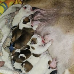 Girl 2 - Red and white female Bulldog puppy in Arlington, Washington from Stout's Hunting Labs and trsbullies