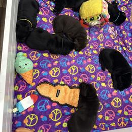 Labrador Retriever Puppies from Tag Hollow