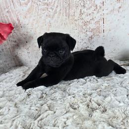 Buster - Black male Pug puppy in Atwood, Illinois from Peace Road Puppies