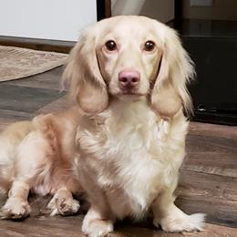 Eli - Dachshund