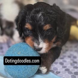 Bernedoodle and Goldendoodle Puppies from Doting Doodles