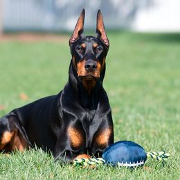 Doberman Pinschers from Kalora Dobermans