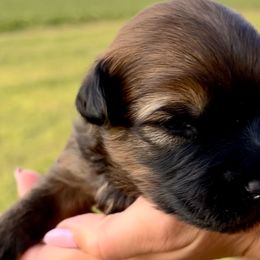 Girl 3 - Soft Coated Wheaten Terrier puppy in Illinois from Sarabeth's Friendly Pups