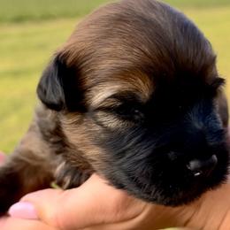 Girl 3 - Soft Coated Wheaten Terrier puppy in Illinois from Sarabeth's Friendly Pups