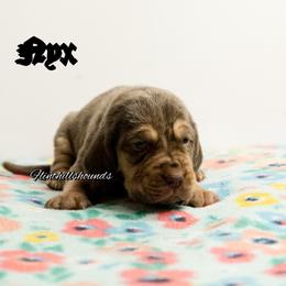 Nyx - Liver and tan female Bloodhound puppy in Wamego, Kansas from Flint Hills Hounds
