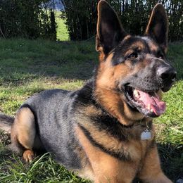 German Shepherds from Matthew Riley's German Shepherds