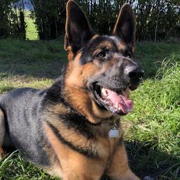 German Shepherds from Matthew Riley's German Shepherds