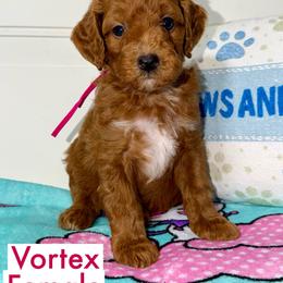 Vortex - Red  female Goldendoodle puppy in Beecher, Illinois from Erica’s Doodles