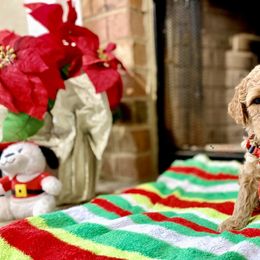 Goldendoodle Puppies from Central Texas Doodle Nest Kennel