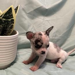 Cruise - Merle male Chihuahua puppy in Hampton, Virginia from Chilove Chihuahuas