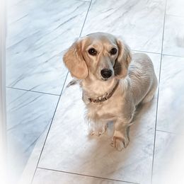 Dachshund All Grown Up from Shoebox Doxie’s