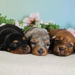 Dachshund puppies from Raven Oak's Shepherds & Dachshunds