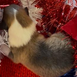 Blitzen - Sable and white female Collie puppy in Morocco, Indiana from Collegiate Bassets and Rheign Collies