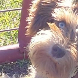 Kaiser - Miniature Schnauzer