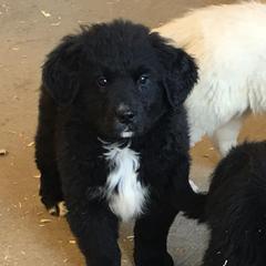 Bernese Mountain Dog, Golden Mountain Dog, and Golden Retriever Puppies from Canyon Meadows Farm