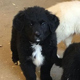 Bernese Mountain Dog, Golden Mountain Dog, and Golden Retriever Puppies from Canyon Meadows Farm