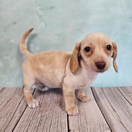 Lainey - Dapple female Dachshund puppy in Florence, Arizona from Doxie Town Az