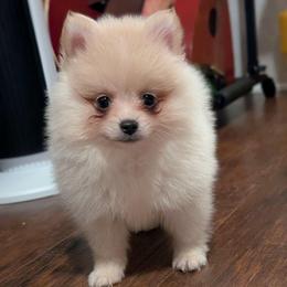 Johnny - Cream male Pomeranian puppy in Danielsville, Georgia from PassionatePomPoms