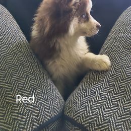 Red - Red and white female Pomsky puppy in Blackfoot, Idaho from Snake River Pomskys