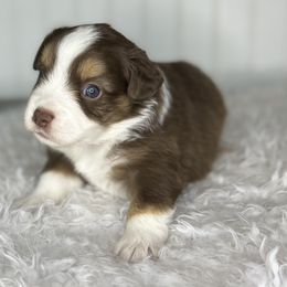 Girl 2 - Miniature Australian Shepherd puppy in Buchanan, Georgia from Stanleyville Farm Mini Aussies