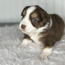 Girl 2 - Miniature Australian Shepherd puppy in Buchanan, Georgia from Stanleyville Farm Mini Aussies