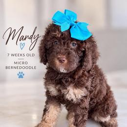 Mandy - Brown female Bernedoodle puppy in Miami, Florida from Jade’s Paws & Co. Of Miami LLC