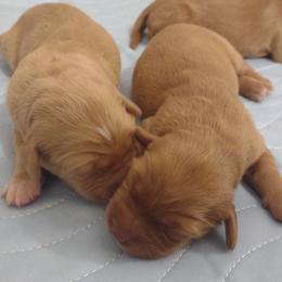 Girl 1 - Golden female Golden Retriever puppy in Grand Meadow, Minnesota from Root River Retrievers