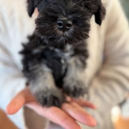 Skier - Black and silver male Miniature Schnauzer puppy in Cody, Wyoming from Bliss Creek MTN Meadows