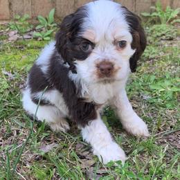 Daisy - Brown and white female Cocker Spaniel puppy in Gadsden, Alabama from Rich Cat’s