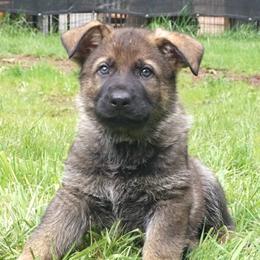 Light Blue collar boy - Sable male German Shepherd puppy in Molalla, Oregon from Von Overen German Shepherds