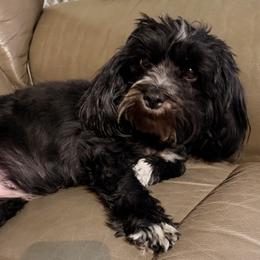 Havanese puppies from Havanese Happiness