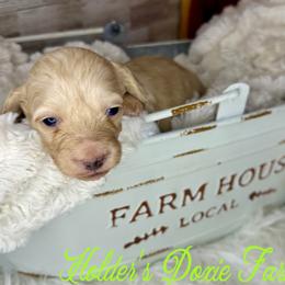 Olaf - Dachshund puppy from Holder’s Doxie Farm
