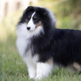 Olive “Asgards sweet abundance” - Shetland Sheepdog puppy in Elk, Washington from Asgard Shetland Sheepdogs