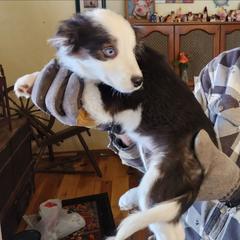 Jingle - Black and tan female Working Dog Cross puppy in Nevada, Missouri from Briarwood Collies