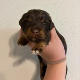 Angel - Red tri female Miniature Australian Shepherd puppy in Brenham, Texas from Stone N Rose Kennels