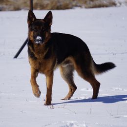 Joey - German Shepherd