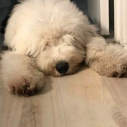 Old English Sheepdog All Grown Up from Ellen Kane's Old English Sheepdogs