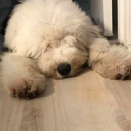 Old English Sheepdog All Grown Up from Ellen Kane's Old English Sheepdogs